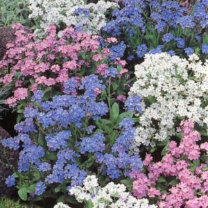Forget Me Not Myosotis Mixed