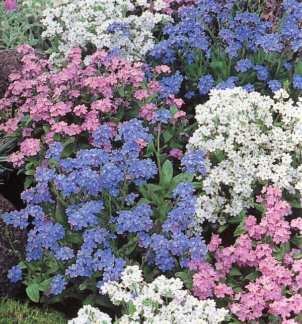 Forget Me Not Myosotis Mixed