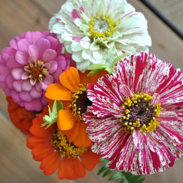 Zinnia Thumberlina