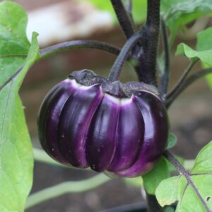Italian Aubergine Violetta Di Firenze