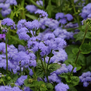 Ageratum Blue Mink