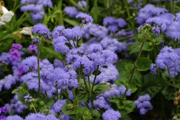 Ageratum Blue Mink