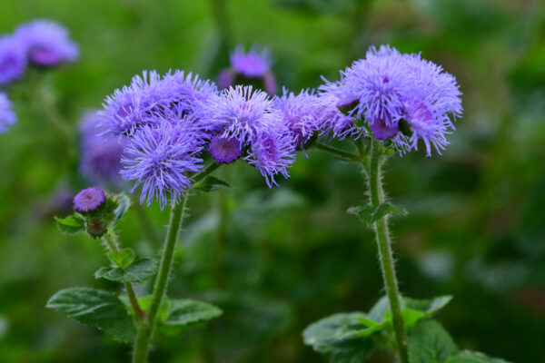Ageratum Blue Mink - Image 2