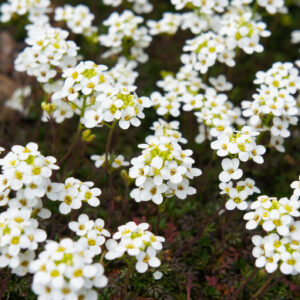 Alyssum Carpet of Snow