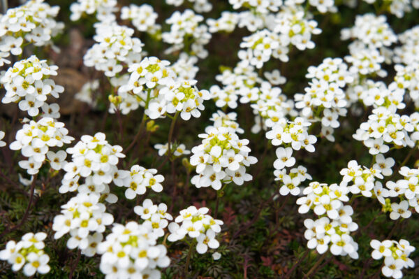 Alyssum Carpet of Snow