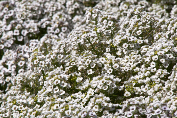 Alyssum Carpet of Snow - Image 2