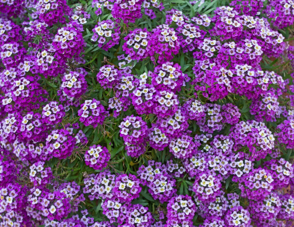Alyssum Royal Carpet - Image 2