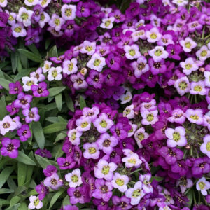 Alyssum Royal Carpet