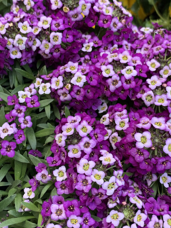 Alyssum Royal Carpet