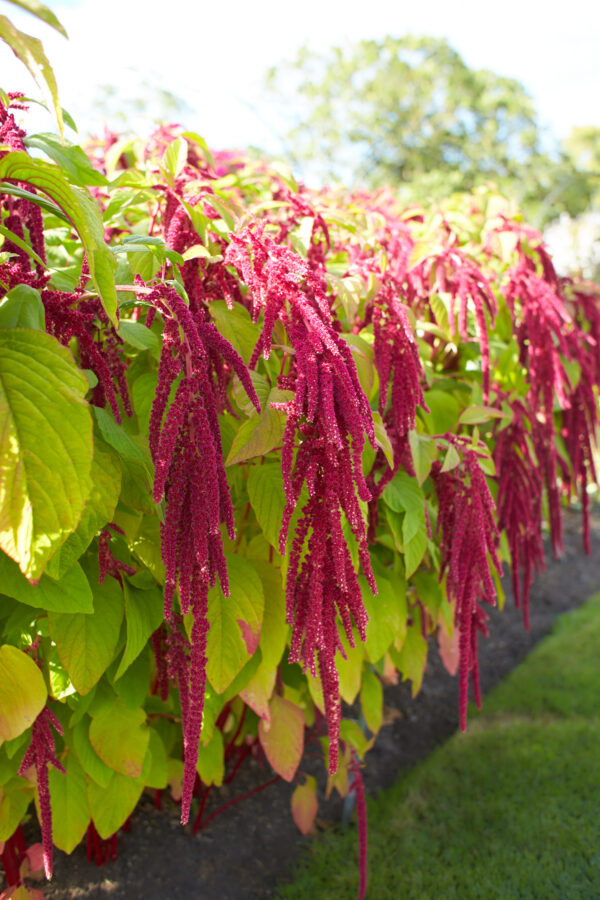 Amaranthus Caudatus Red - Image 2