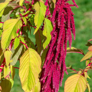 Amaranthus Caudatus Red