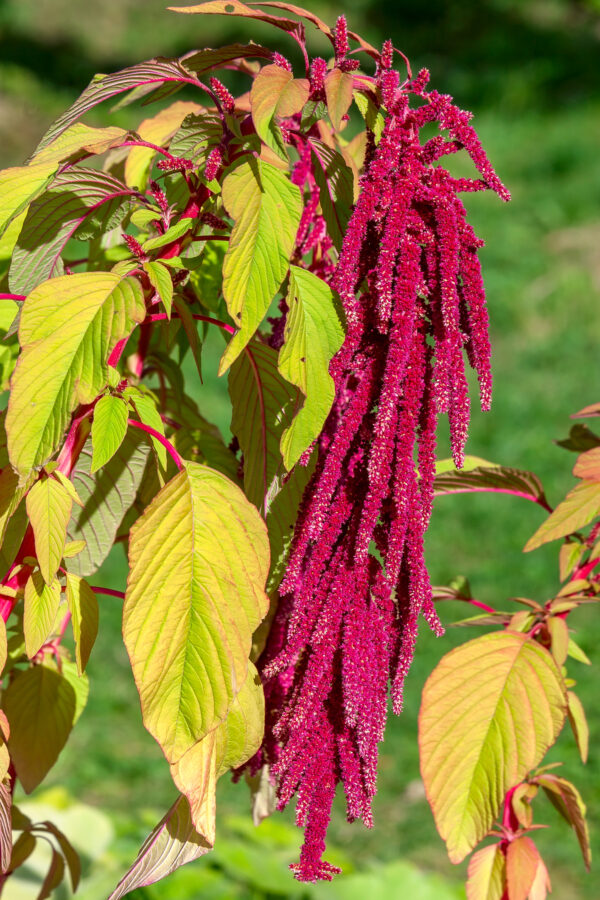 Amaranthus Caudatus Red