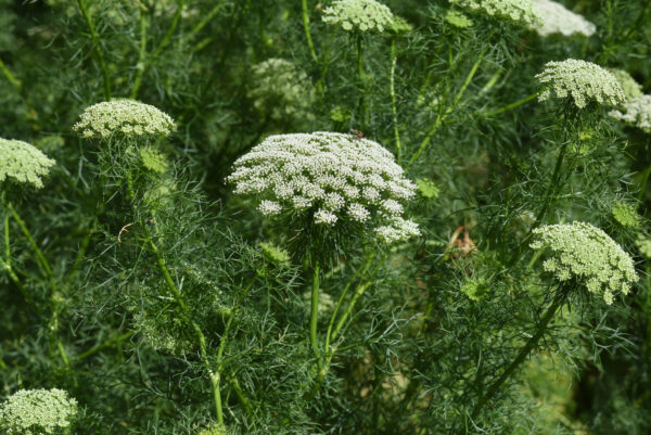 Ammi Majus - Bishops Flower - Image 2