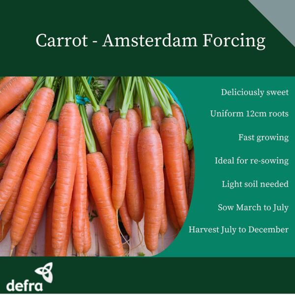 Carrot Amsterdam Forcing Early - Image 2