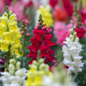 Antirrhinum Snapdragon Tetra Mixed