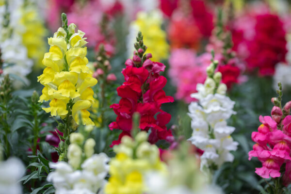 Antirrhinum Snapdragon Tetra Mixed