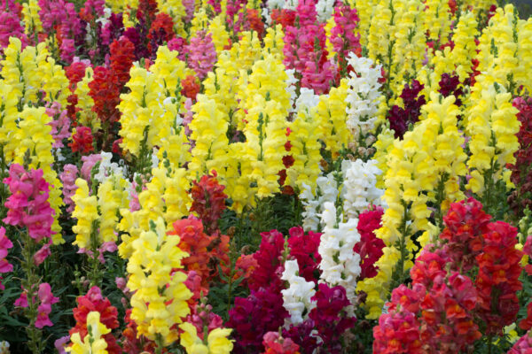 Antirrhinum Snapdragon Tetra Mixed - Image 2