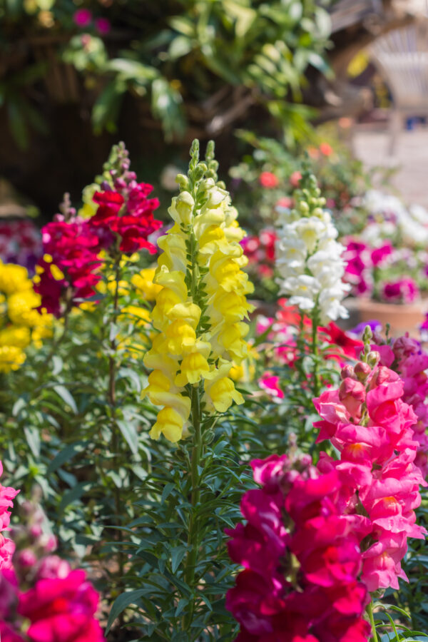 Antirrhinum Snapdragon Tetra Mixed - Image 3