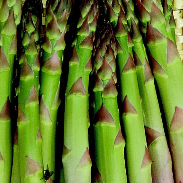 Asparagus Connovers Colossal - Image 2