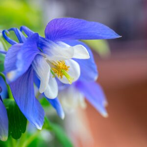 Aquilegia Caerulea Columbine Blue