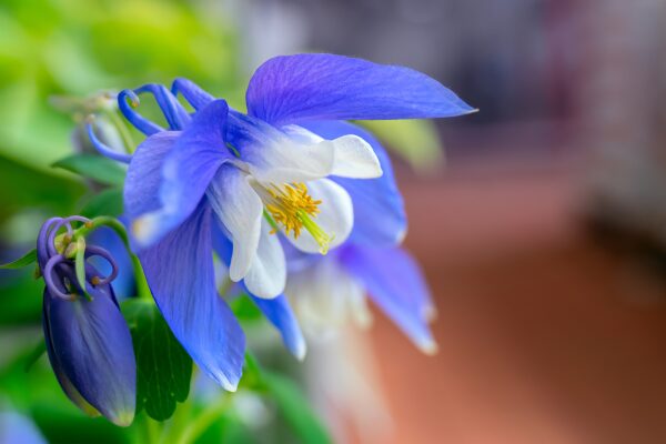 Aquilegia Caerulea Columbine Blue