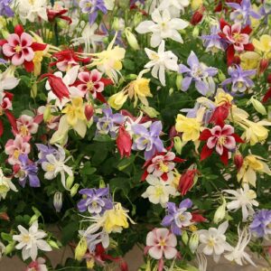 Aquilegia Columbine Mckanas Giant Mix
