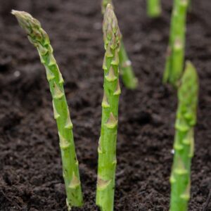 Fresh green asparagus tips growing out from soil in the garden.