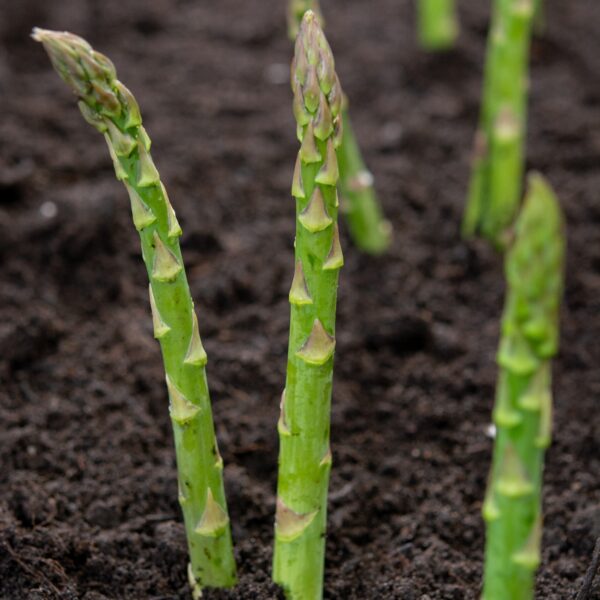 Fresh green asparagus tips growing out from soil in the garden.