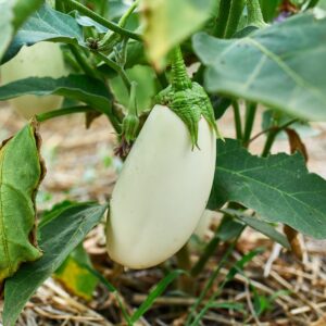 Italian Aubergine White Casper