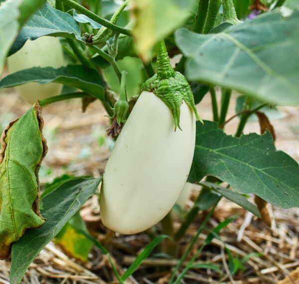 Italian Aubergine White Casper