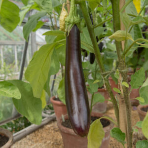 Organic Aubergine Long Purple