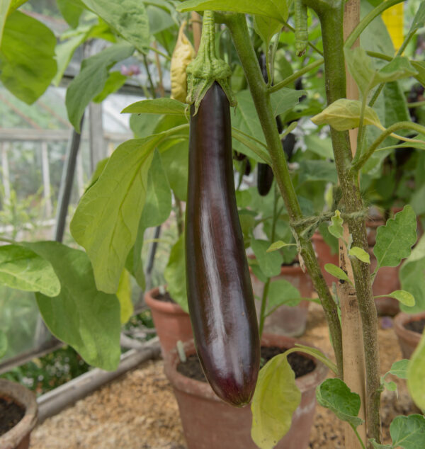 Organic Aubergine Long Purple