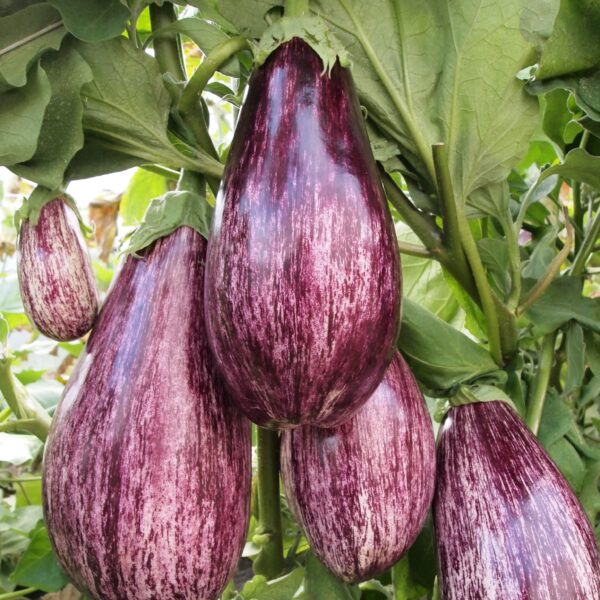 Aubergine Listada De Gandia - Image 2