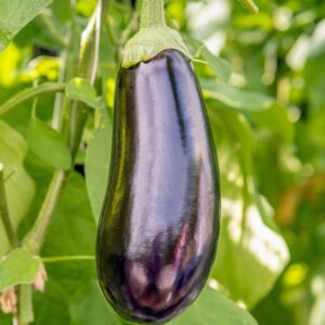 Aubergine Moneymaker F1