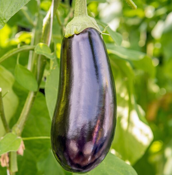 Aubergine Moneymaker F1