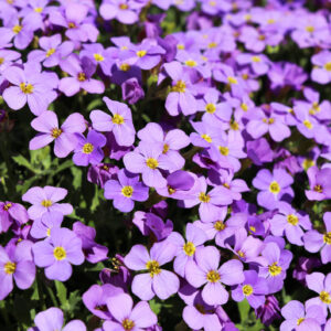 Aubretia Gracillis Rock Cress Royal Blue new