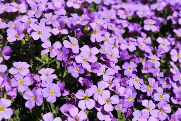 Aubretia Gracillis Rock Cress Royal Blue new