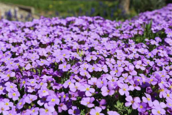 Aubretia Gracillis Rock Cress Royal Blue new - Image 2