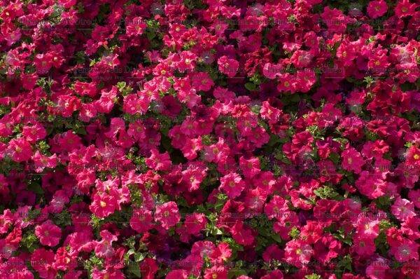 Aubretia Gracillis Rock Cress Royal Red - Image 2