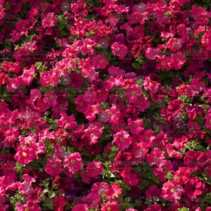 Aubretia Gracillis Rock Cress Royal Red