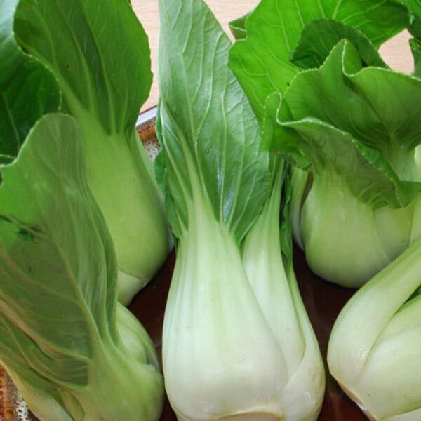 Cabbage Pak Choi White Stem - Image 2