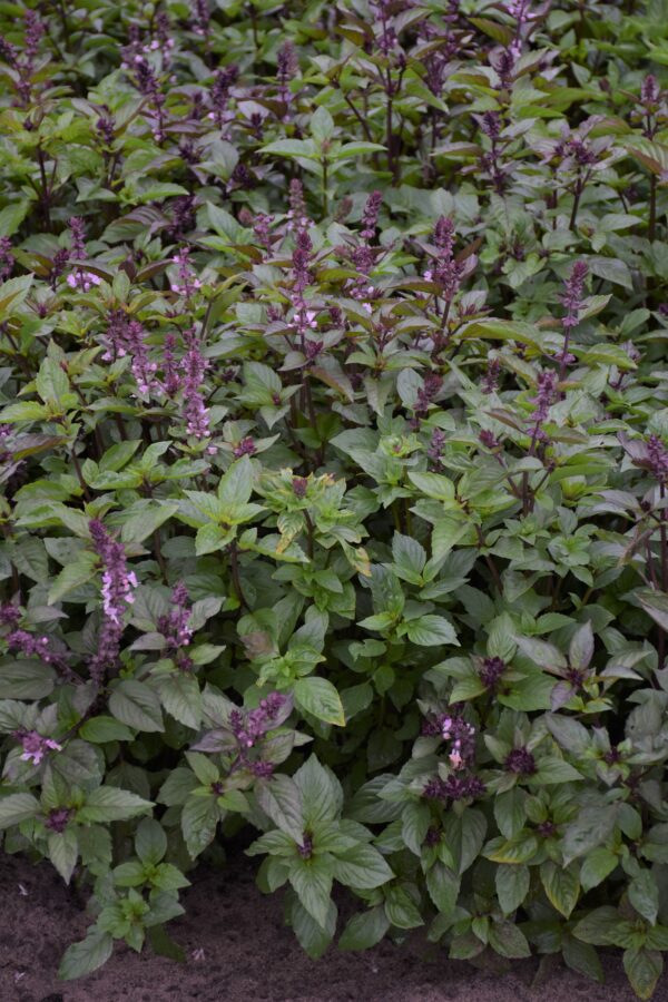Herb Basil Cinnamon - Image 2