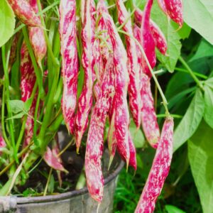Organic Climbing Borlotto Bean Lingua Di Fuoco 2