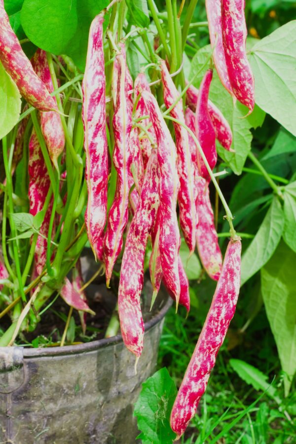 Organic Climbing Borlotto Bean Lingua Di Fuoco 2