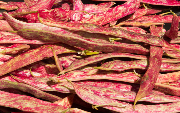 Organic Climbing Borlotto Bean Lingua Di Fuoco 2 - Image 2