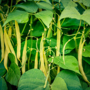 Climbing Yellow Bean Kentucky Wonder Wax