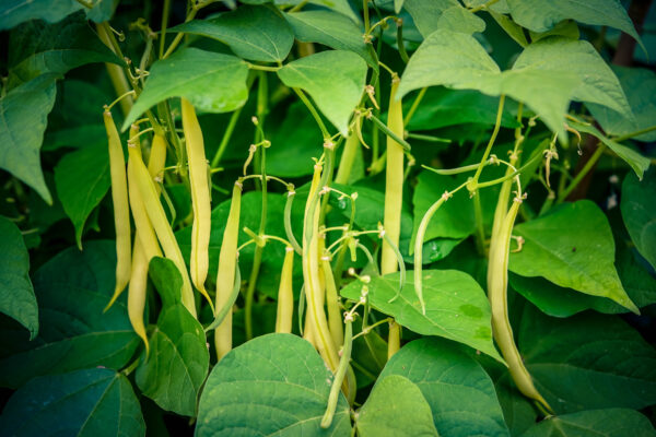Climbing Yellow Bean Kentucky Wonder Wax