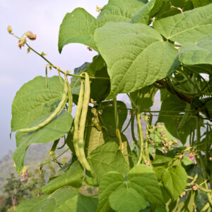 Climbing Pole Bean Kentucky Wonder