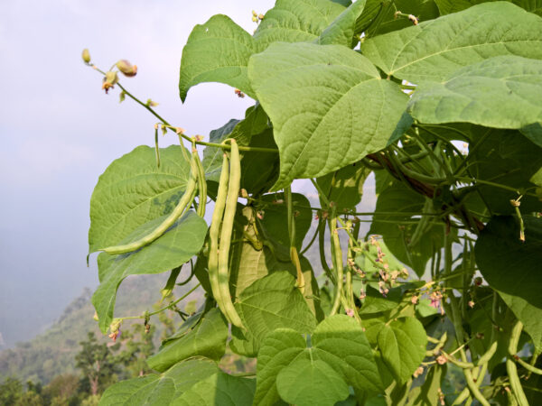 Climbing Pole Bean Kentucky Wonder