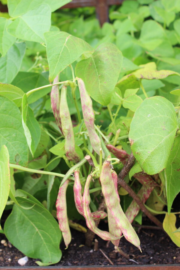 Organic Dwarf Italian Borlotto Bean Lingua Di Fuoco - Image 2